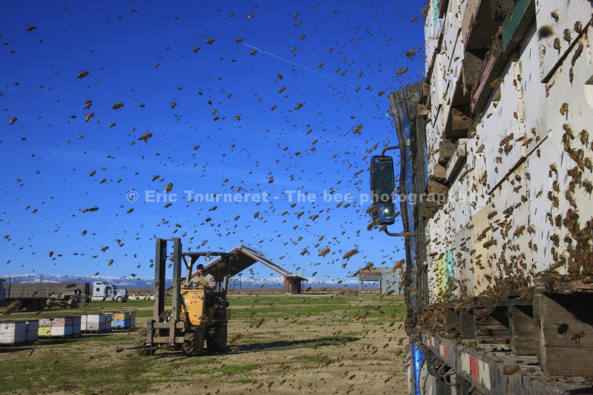 États-Unis : les apiculteurs migrants